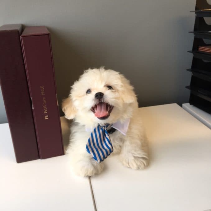 FL Patel Law office dog